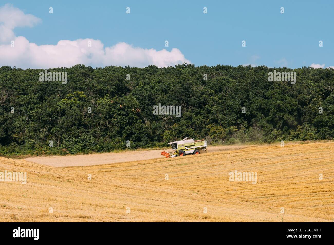 Ein Mähdrescher sammelt an einem Sommertag Weizen auf einem Stoppeln. Drohnenansicht. Stoppeln sind zu sehen und hinter den Stoppeln ein Waldstreifen. Stockfoto