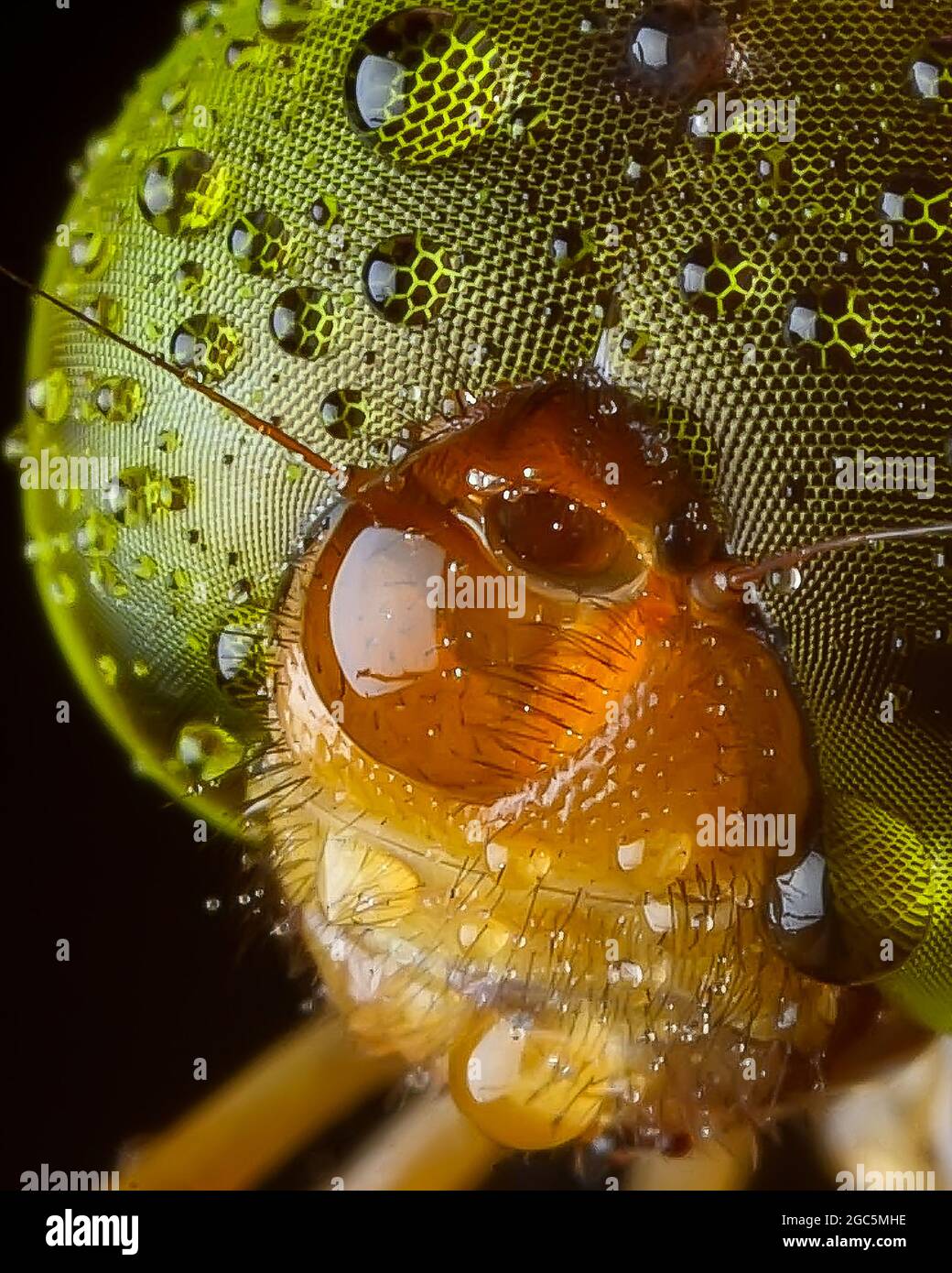 Die Libelle ist ein Insekt der Ordnung Odonata Stockfoto