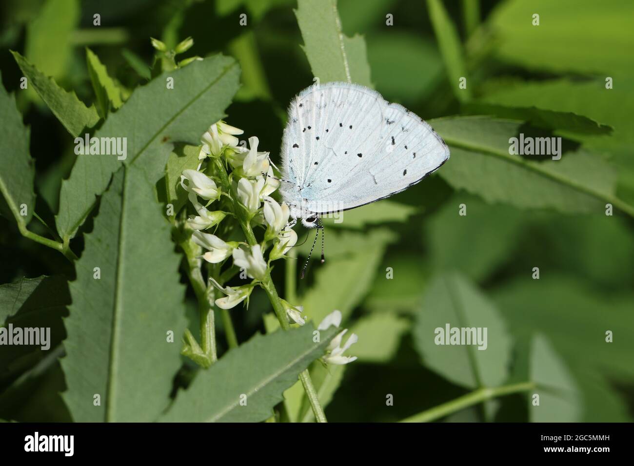 Ein blauer Schmetterling, Celastrina argiolus, der auf einer Wildblume auf einer Wiese ruht. Stockfoto
