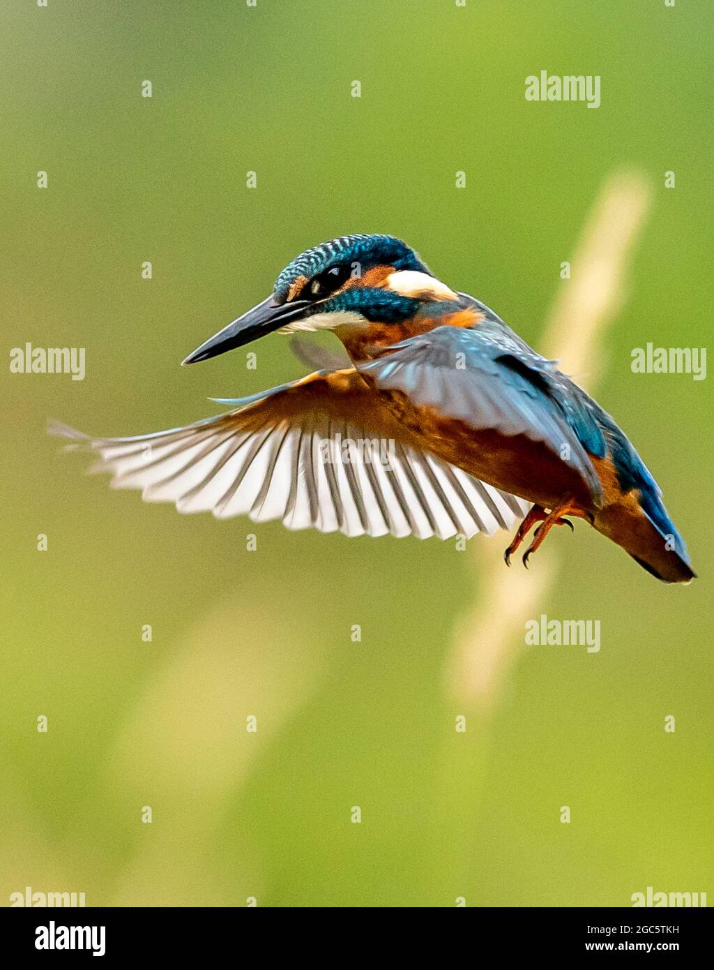Kingfisher Schweben Stockfoto