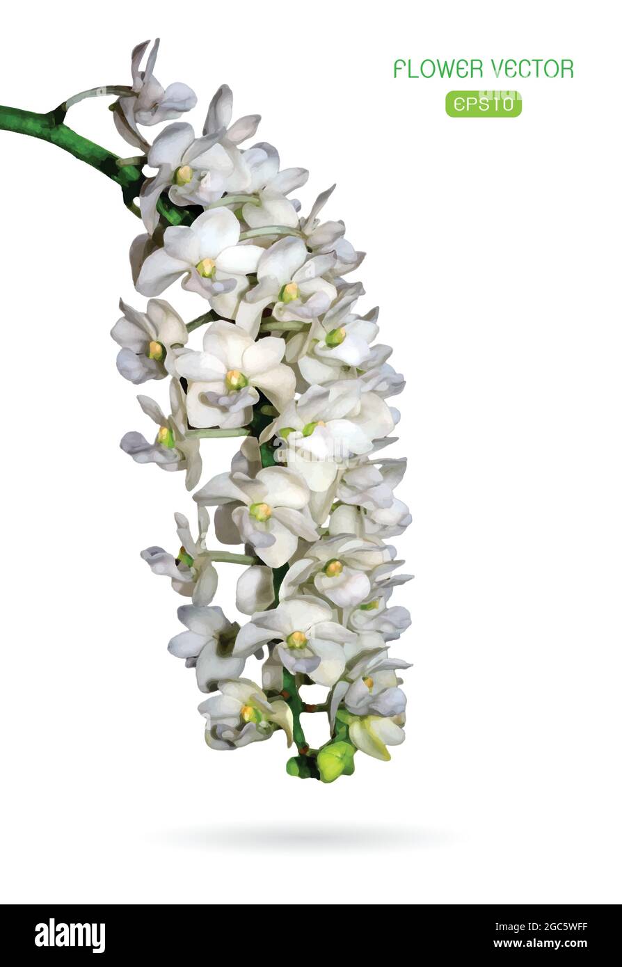 Vektorbild der Orchideenblume auf weißem Hintergrund Stock Vektor