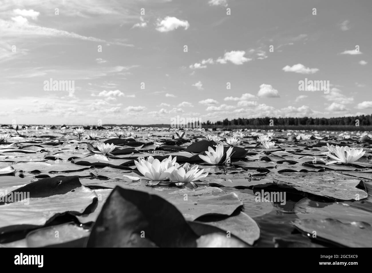 Wunderschöne schwarz-weiße, voll blühende weiße Lotusblume auf einem Blattgrund in klarem und unberührtem Flusswasser Stockfoto
