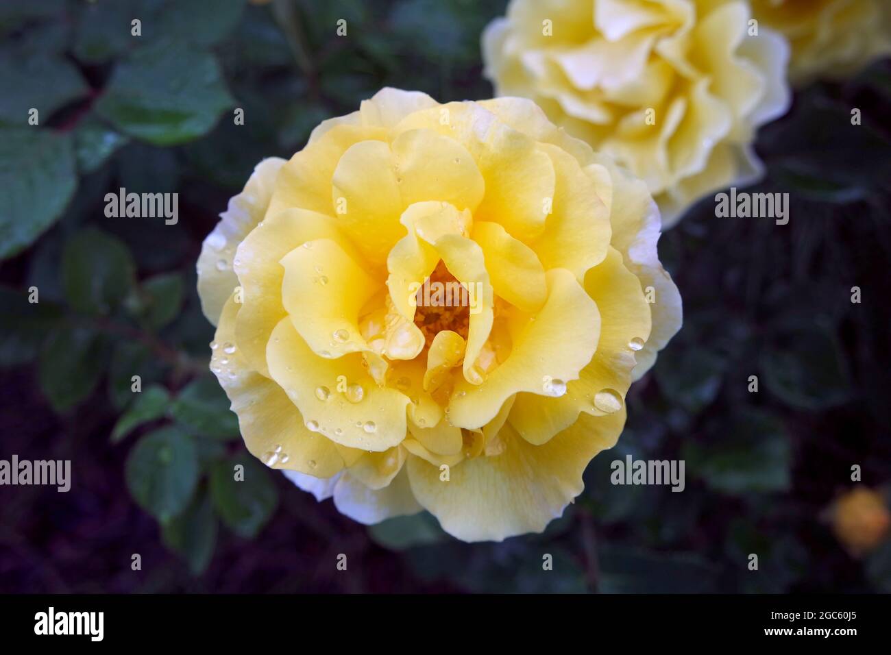 Gelbe Frische Rosenblüten Goldfassade Stockfoto