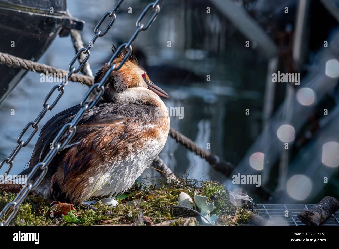 Toller Haubentaucher. Podiceps cristatus mit Nest und Eiern. Biodiversität und Ökologie. Stockfoto