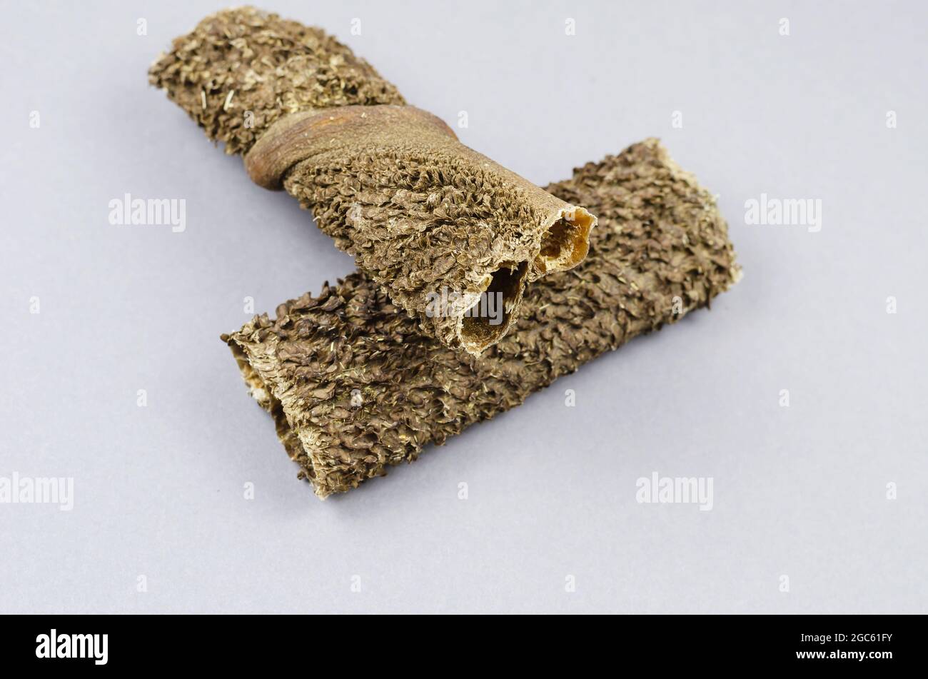 Stangen getrockneter Kuhmagen auf grauem Hintergrund. Nahaufnahme von Rinderkutteln. Zwei gesunde Sticks für Hunde. Makro. Selektiver Fokus. Stockfoto