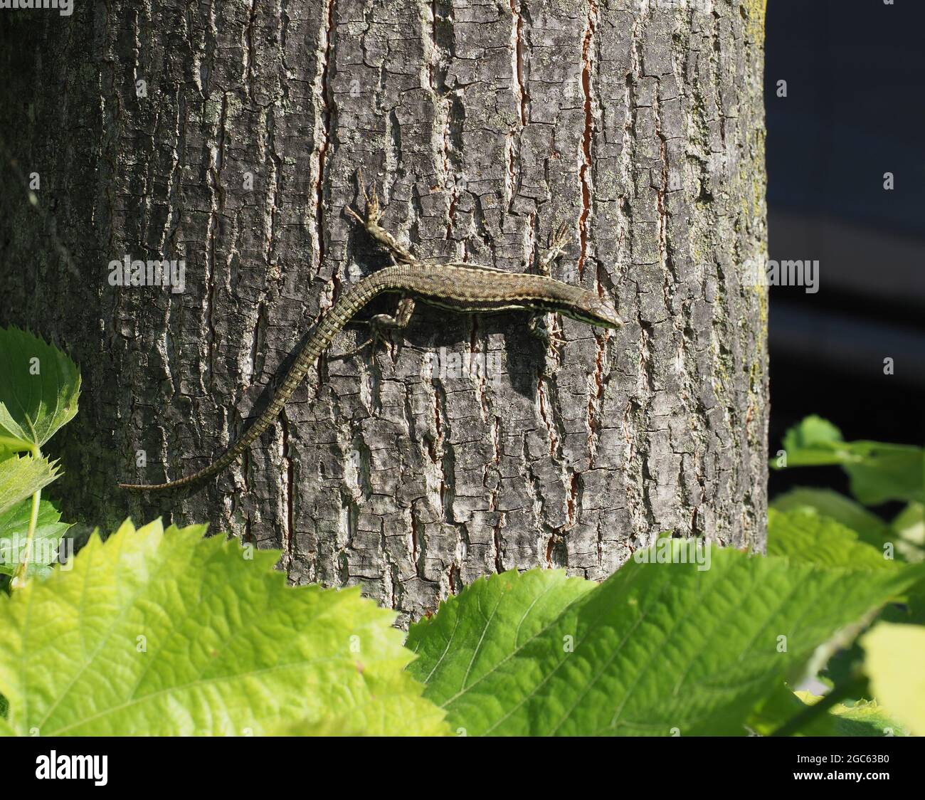 Eidechse (wissenschaftlicher Name Lacertilia) der Tierklasse Reptilien (Reptilien) auf Baumstamm Rinde Stockfoto