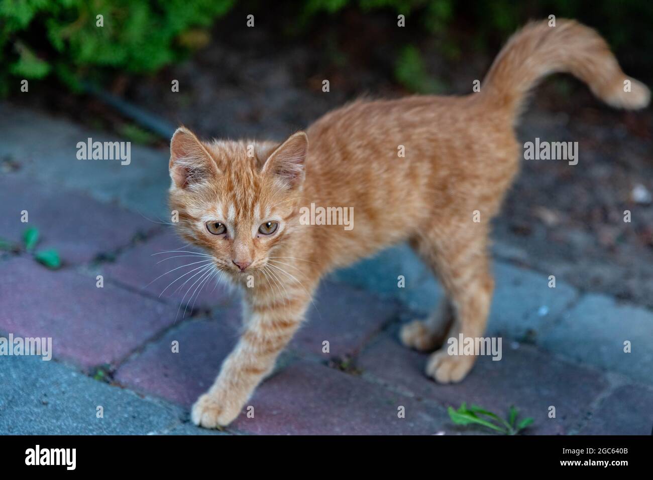 Eine kleine Ingwer- und Tabbykatze beobachtet die Umgebung sorgfältig. Eine gestresste Katze in einer defensiven Haltung. Stockfoto