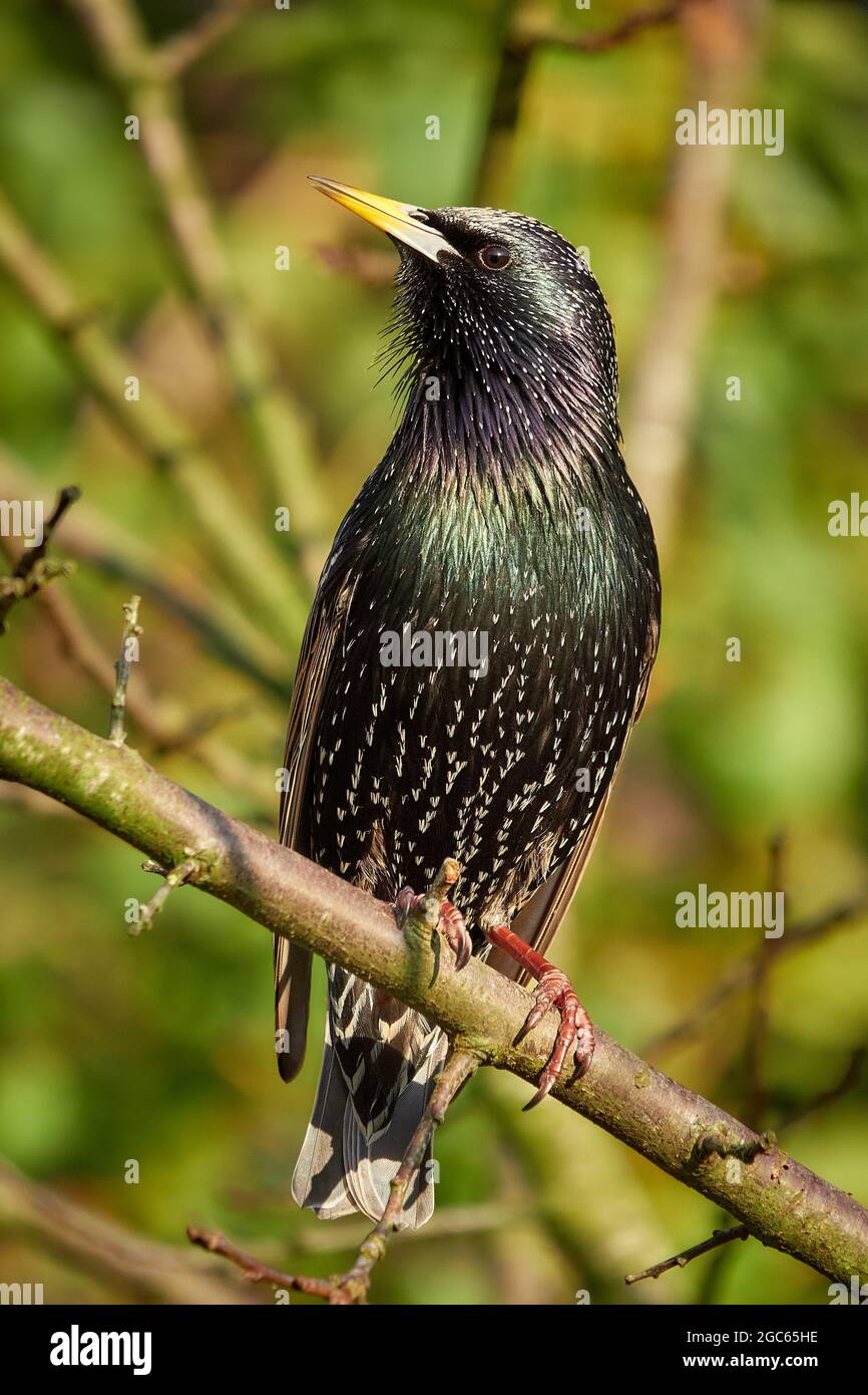 Starling (Sturnus valgaris) Stockfoto