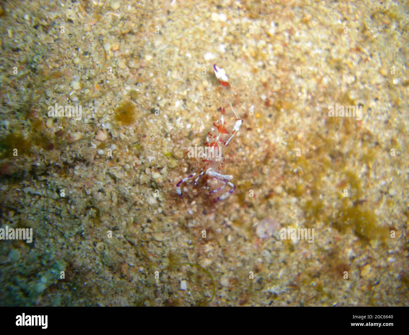 Gewöhnlicher Anemonschnauzling (Ancylomenes Magnificus) im philippinischen Meer 28.11.2012 Stockfoto