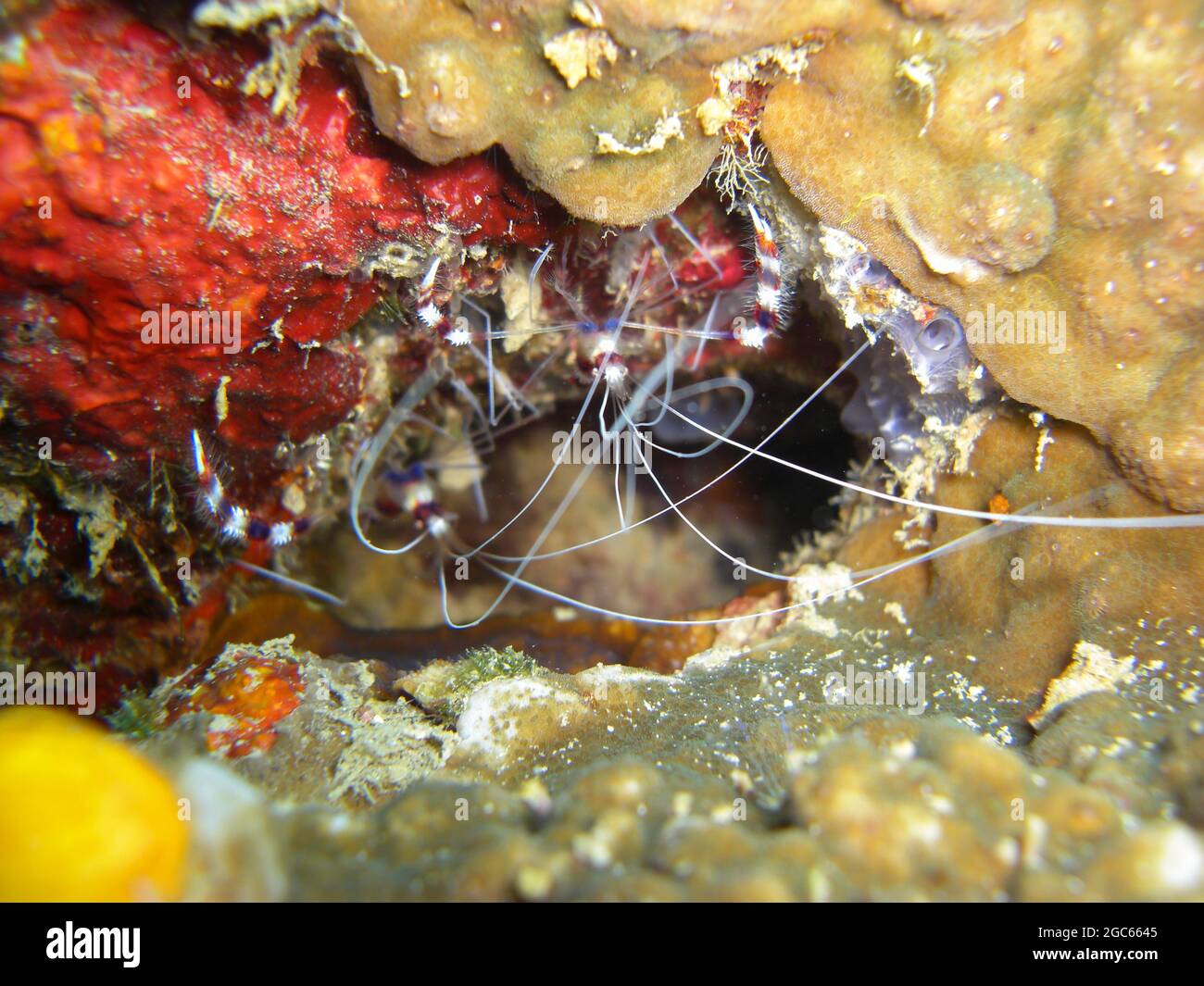 Reinigung von Garnelen (Lysmata amboinensis) auf dem Boden im philippinischen Meer 22.11.2012 Stockfoto
