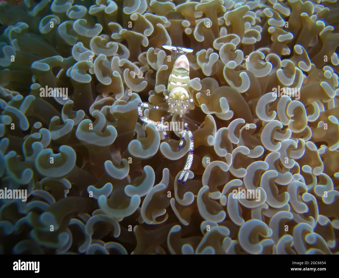Gewöhnlicher Anemonschnauzling (Ancylomenes Magnificus) in einem Anemon im philippinischen Meer 8.11.2012 Stockfoto