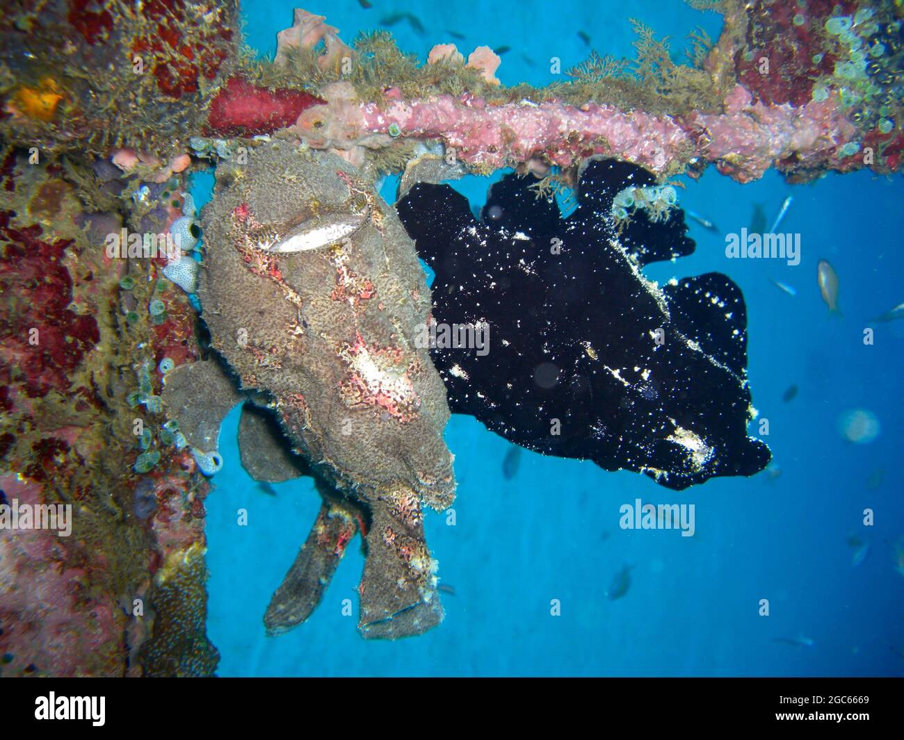 Schwarzer Anglerfisch (Antennarius striatus) schwimmt im philippinischen Meer 20.11.2012 Stockfoto