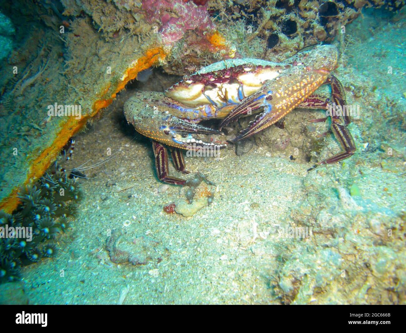 Krabbe auf dem Boden im philippinischen Meer 11.12.2012 Stockfoto