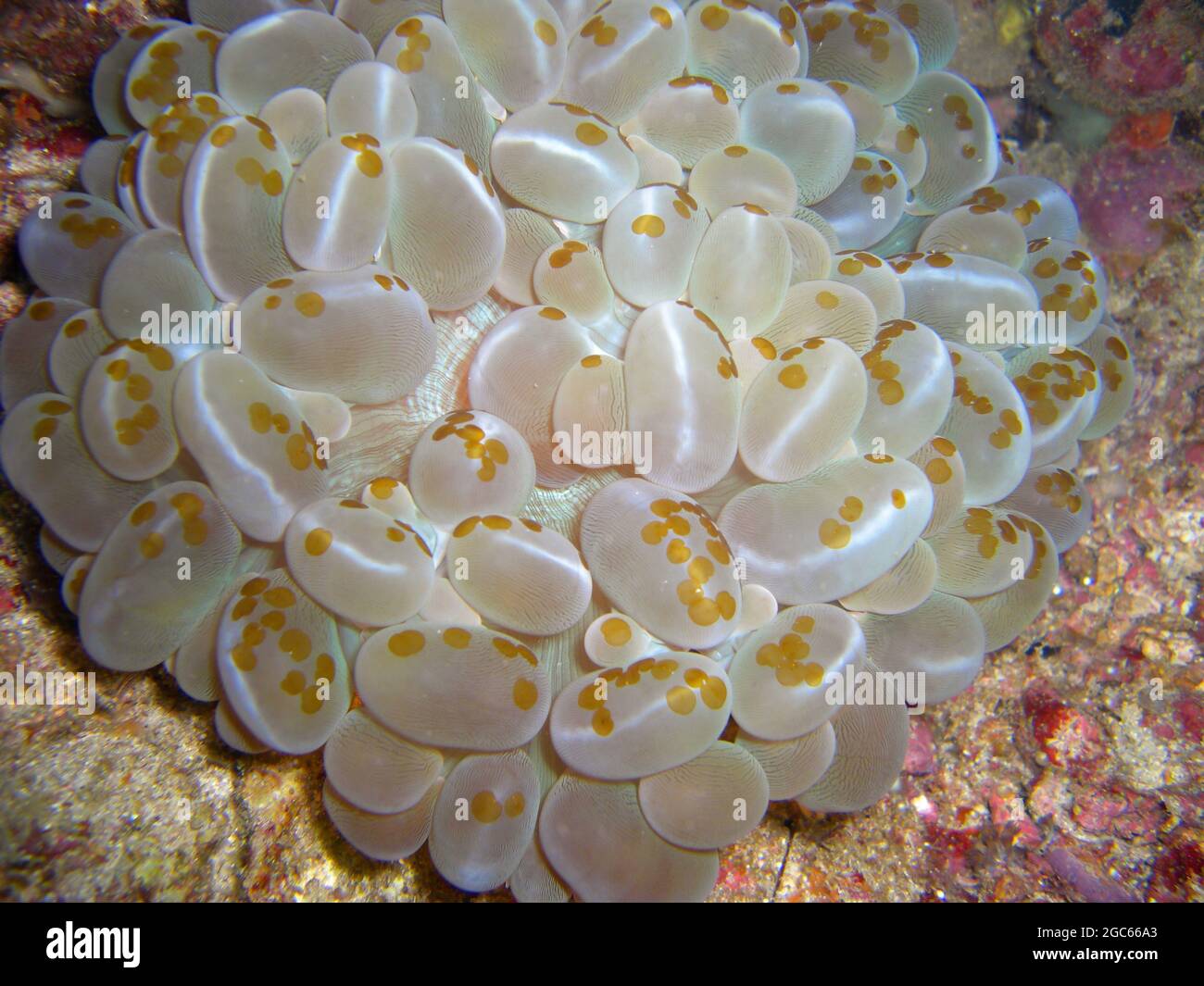 Bubble Coral (Plerogyra sinuosa) auf dem Boden im philippinischen Meer 15.11.2012 Stockfoto