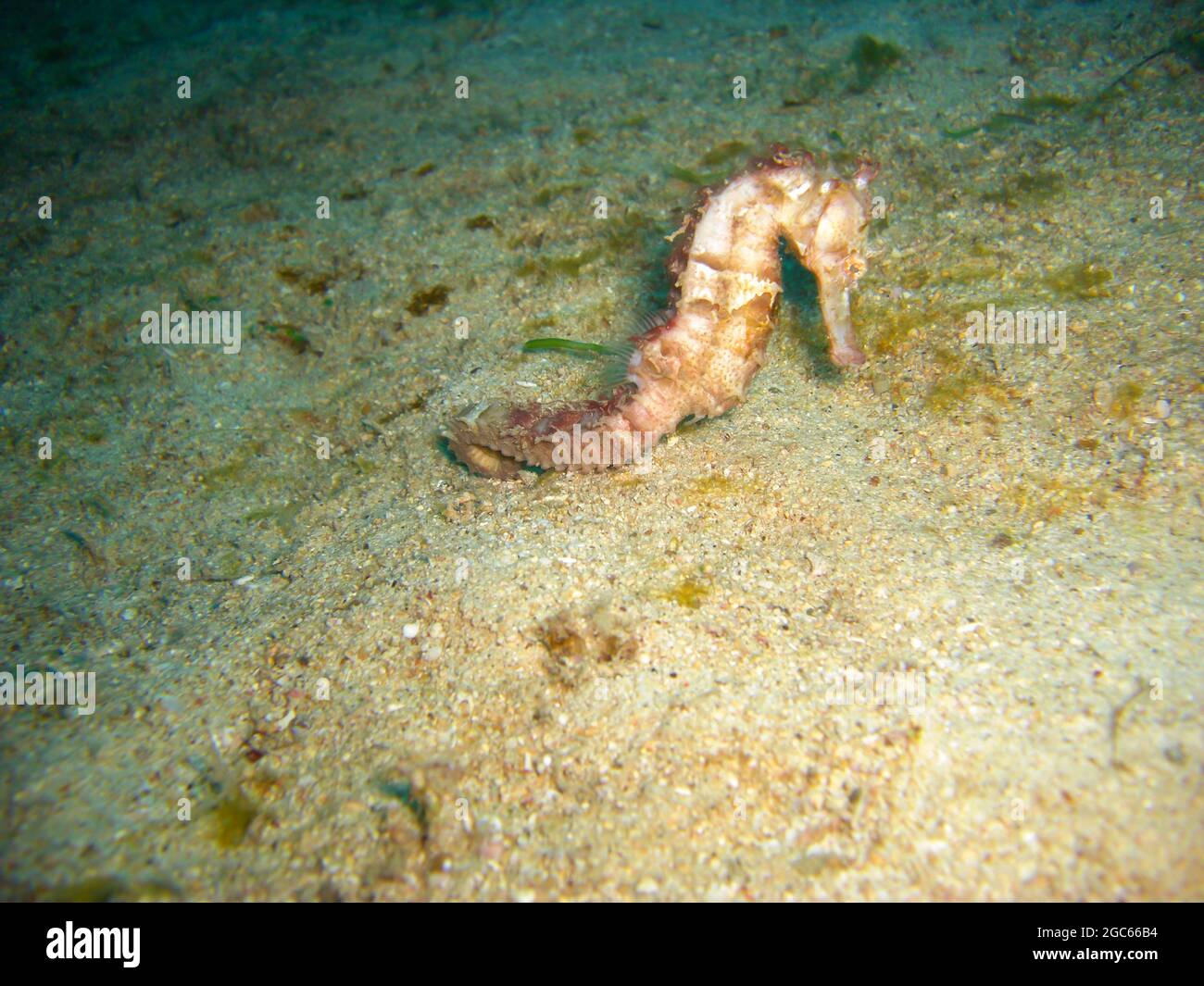 Sea Horse schwimmend im philippinischen Meer 11.12.2012 Stockfoto