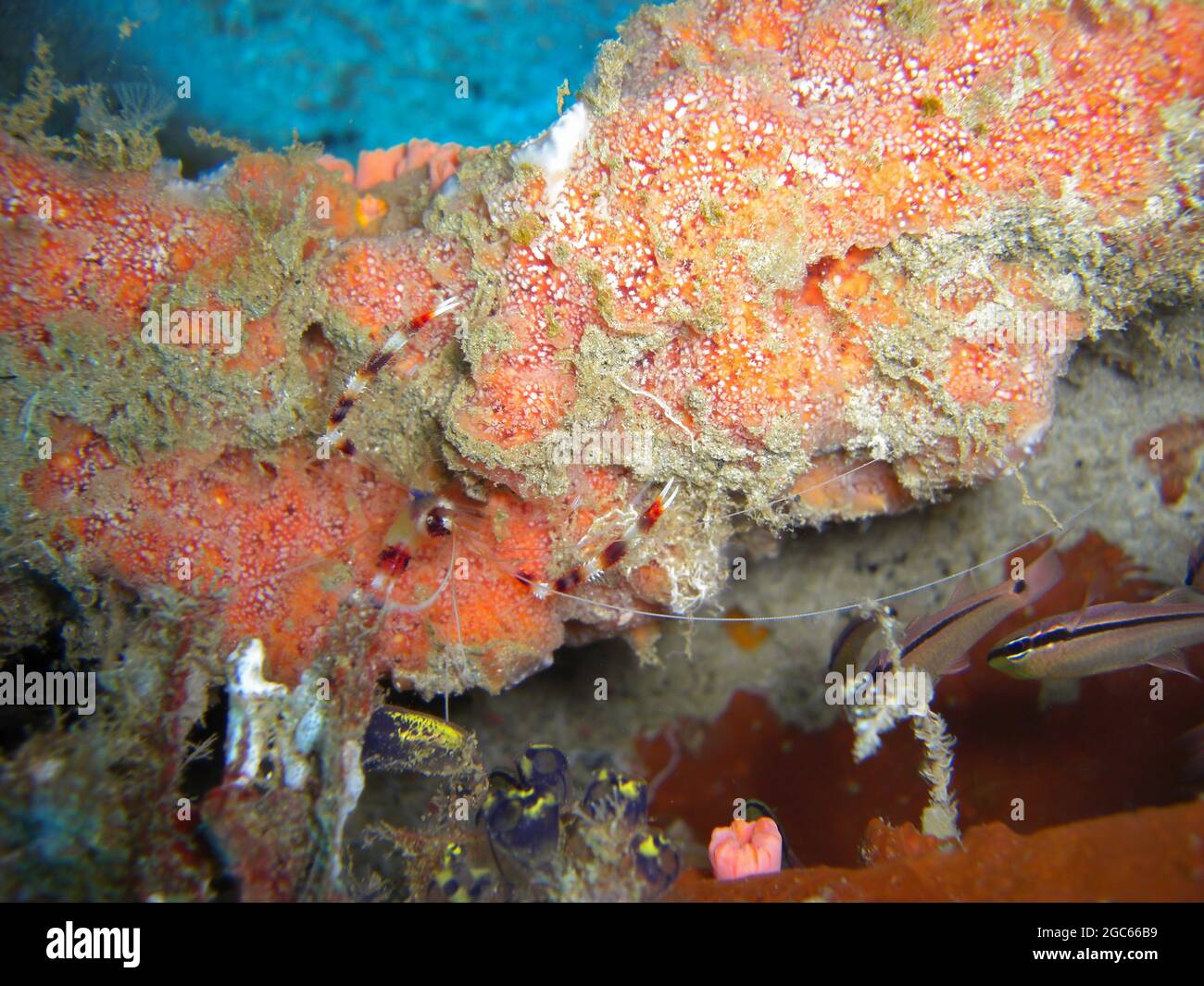 Reinigung Garnelen (Lysmata amboinensis) schwimmen im philippinischen Meer 9.11.2012 Stockfoto