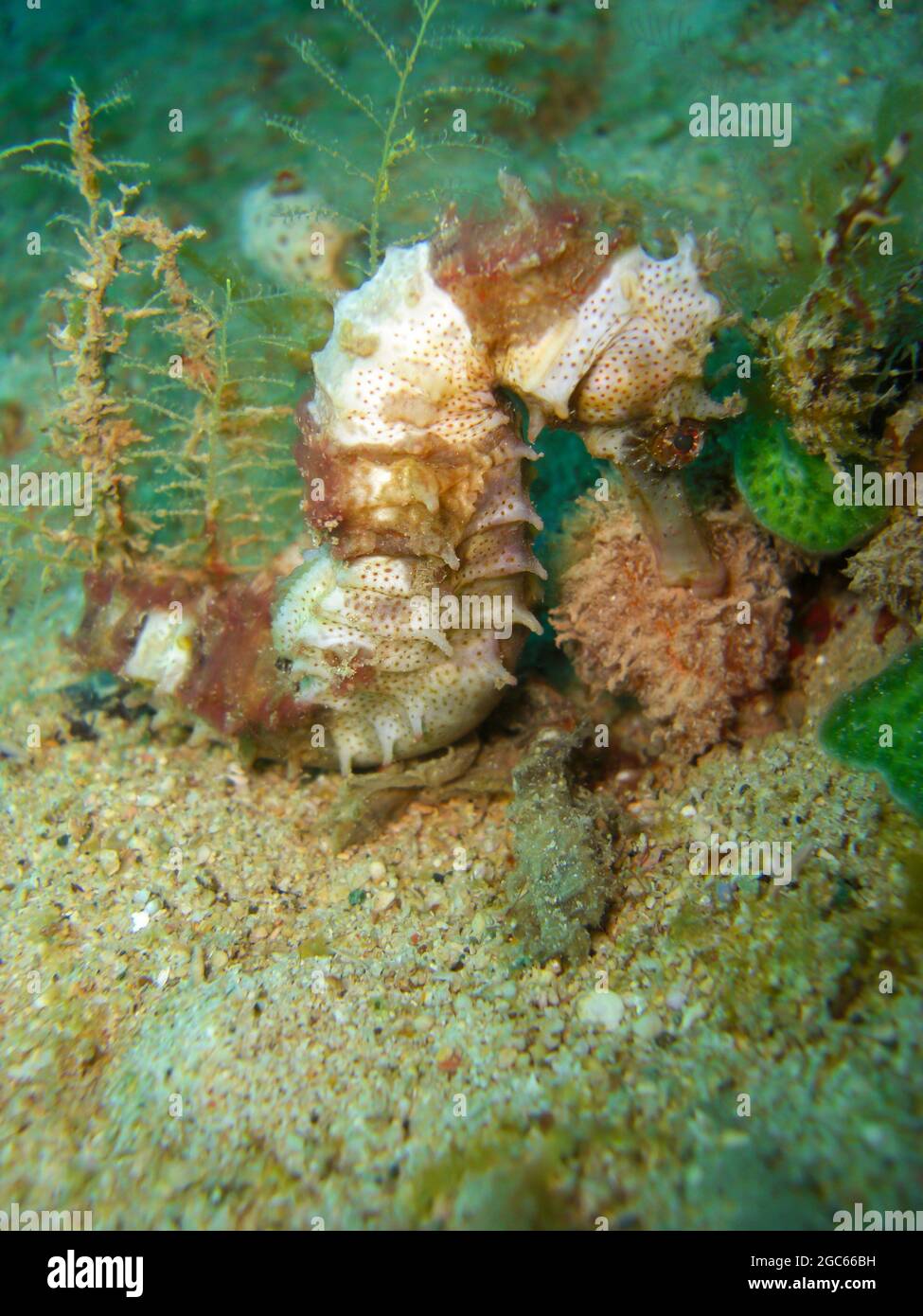 Sea Horse schwimmend im philippinischen Meer 11.12.2012 Stockfoto