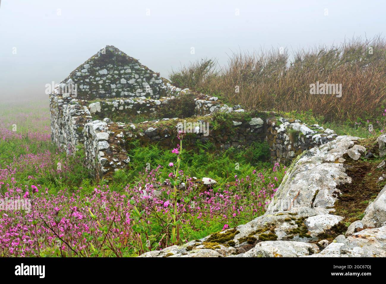 Alte Bauernhoflandschaft auf Skomer Island Pembrokeshire South Wales, Großbritannien, die jetzt eine alte Ruine mit einer Steinmauer ist, die mit Nebel, Stockphot bedeckt ist Stockfoto