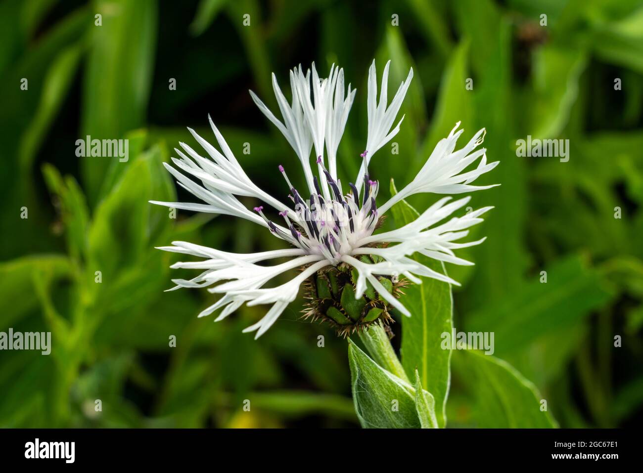 Centaurea montana 'Alaba' eine Sommer blühende Pflanze mit einer zerlumpten, blühenden Sommerblume, die allgemein als weiße, mehrjährige Kornblume bekannt ist, Stockfoto Stockfoto