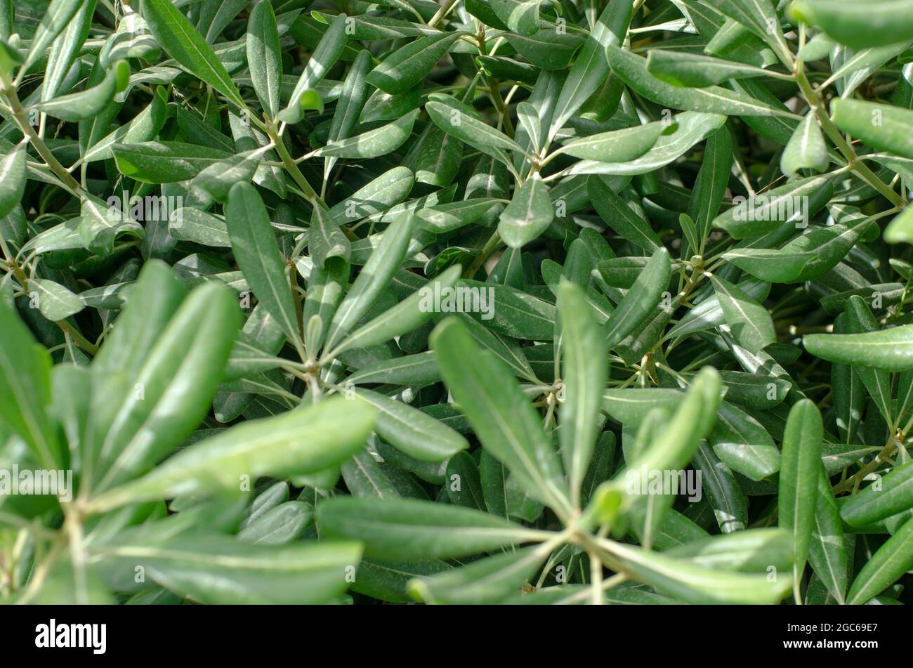 Pitosporo Pflanze mit ihren Zweigen und grünen Blättern. Fotografieren mit Konzept der Texturen. Tapetendesign. Stockfoto