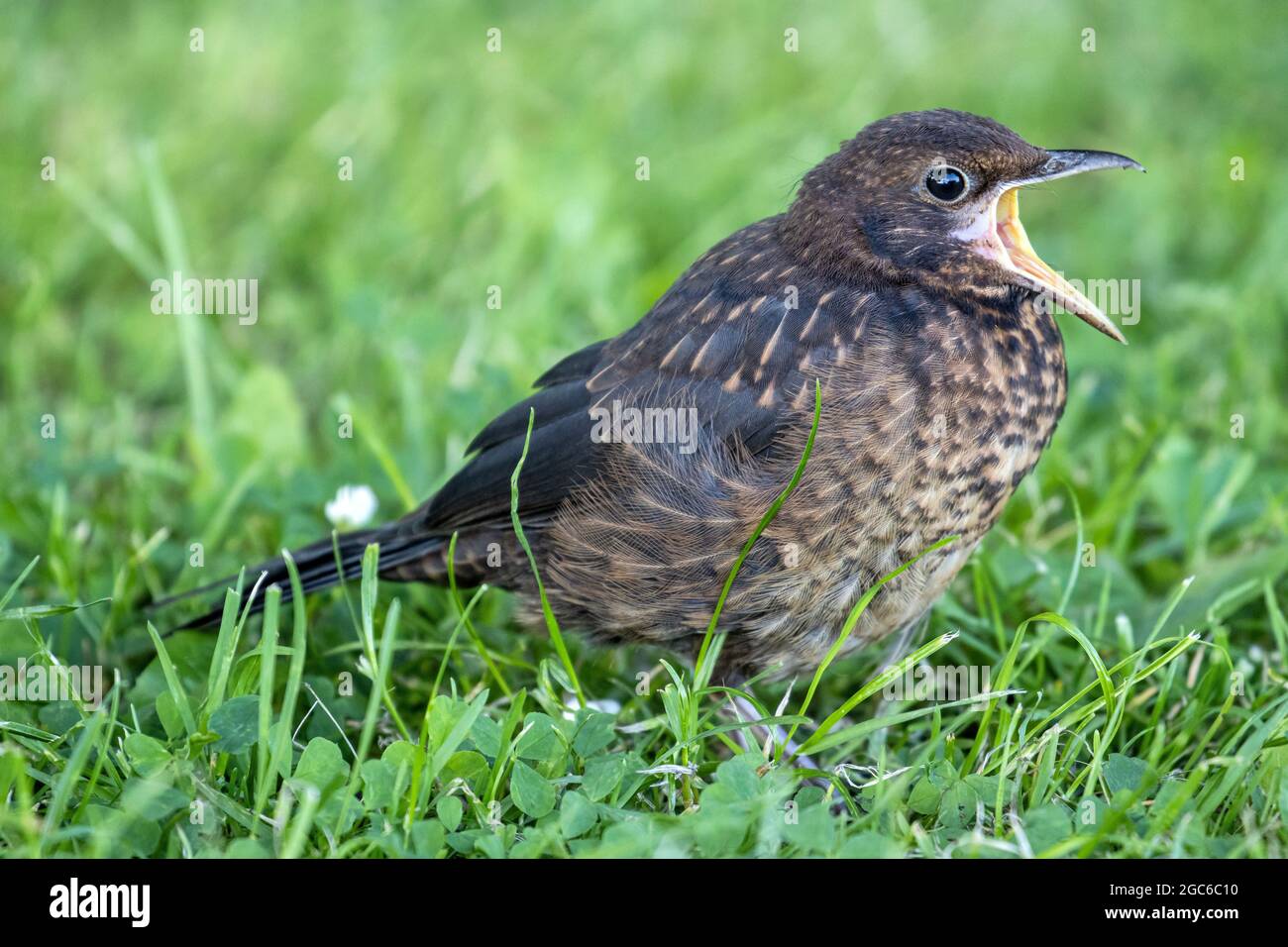 Die Jungvögel (Turdus merula) auf der Wiese wollen gefüttert werden Stockfoto