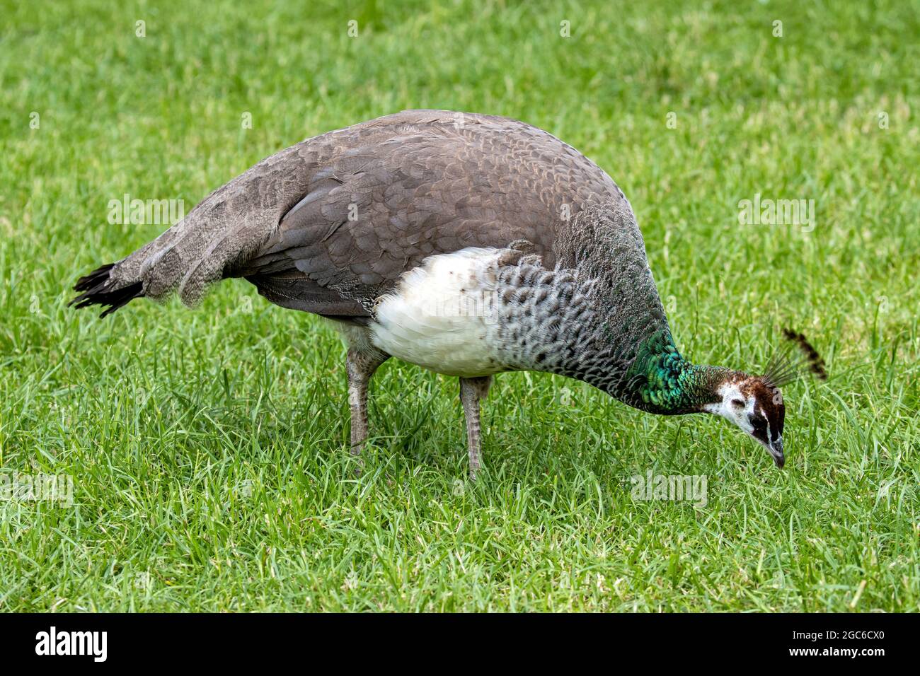 Indische Pfauenhuhn (Pavo cristatus) auf der Wiese Stockfoto