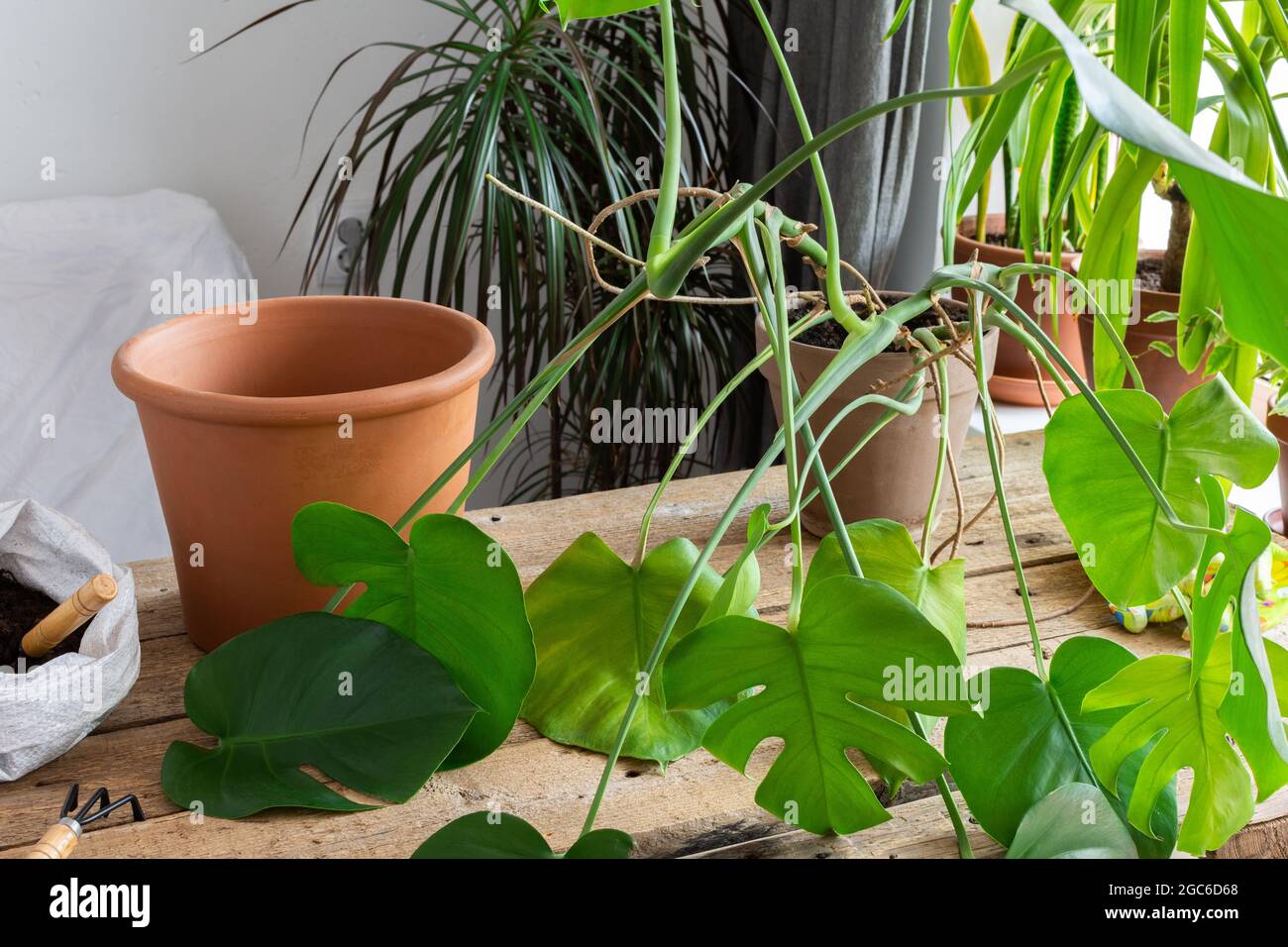 Blumen Monstera Stockfotos und -bilder Kaufen - Alamy