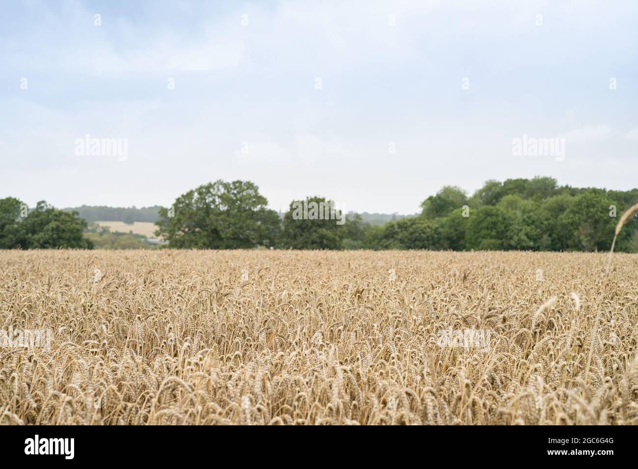 Erntegut Stockfoto