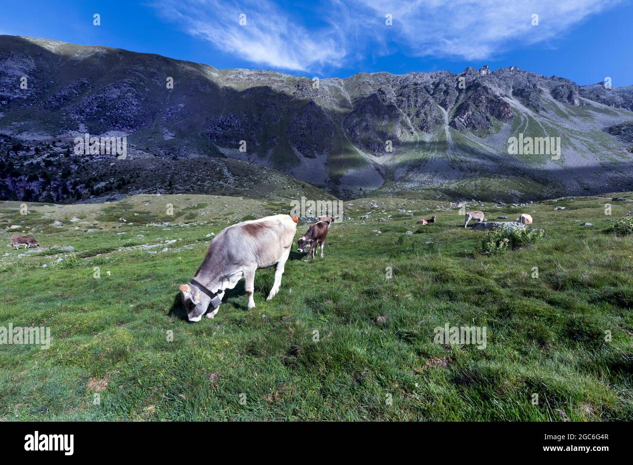 Kühe auf die Weide Stockfoto