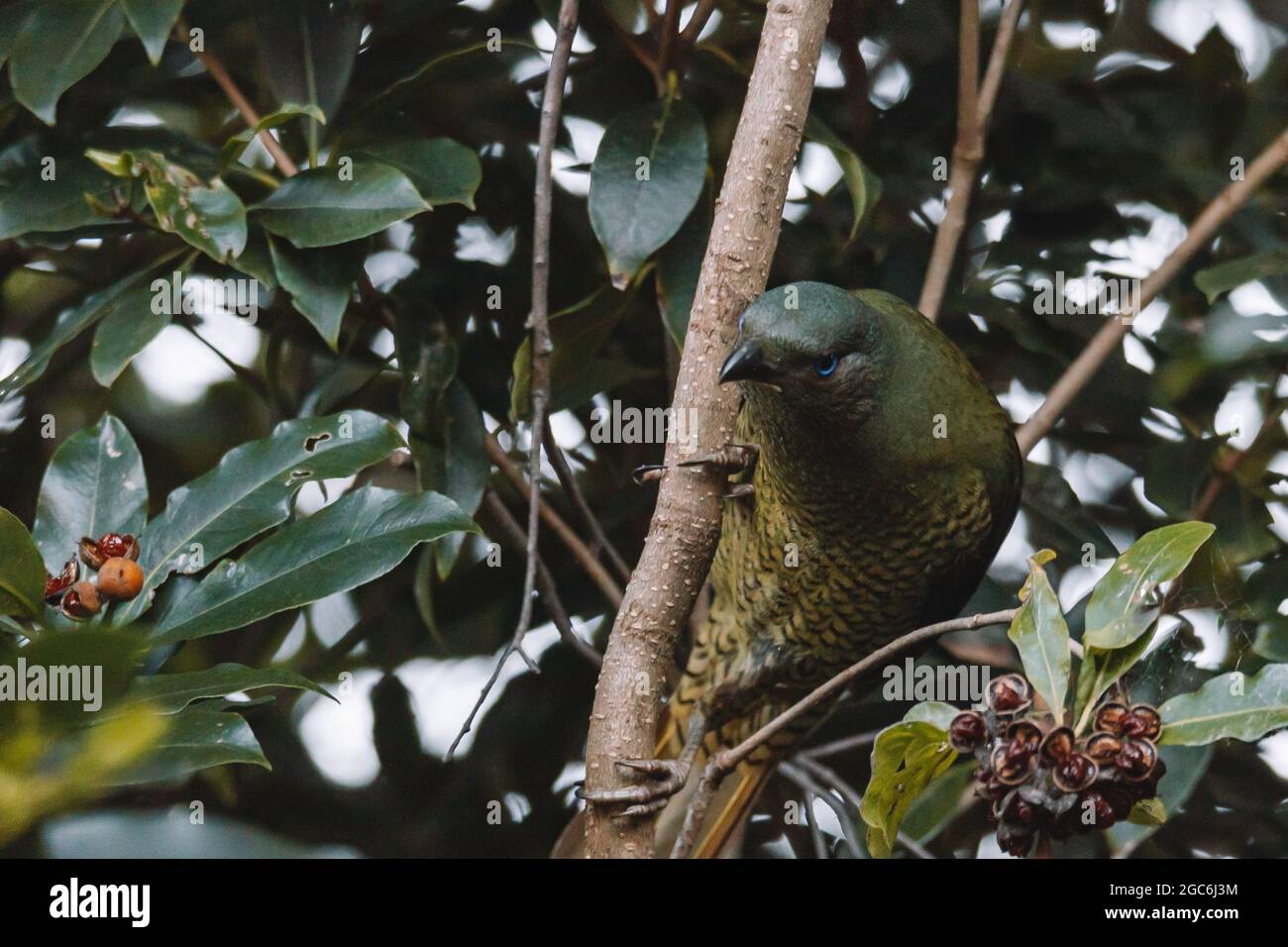 Männlicher Satin-Bogenvögel, der in einem Baum sitzt. Stockfoto