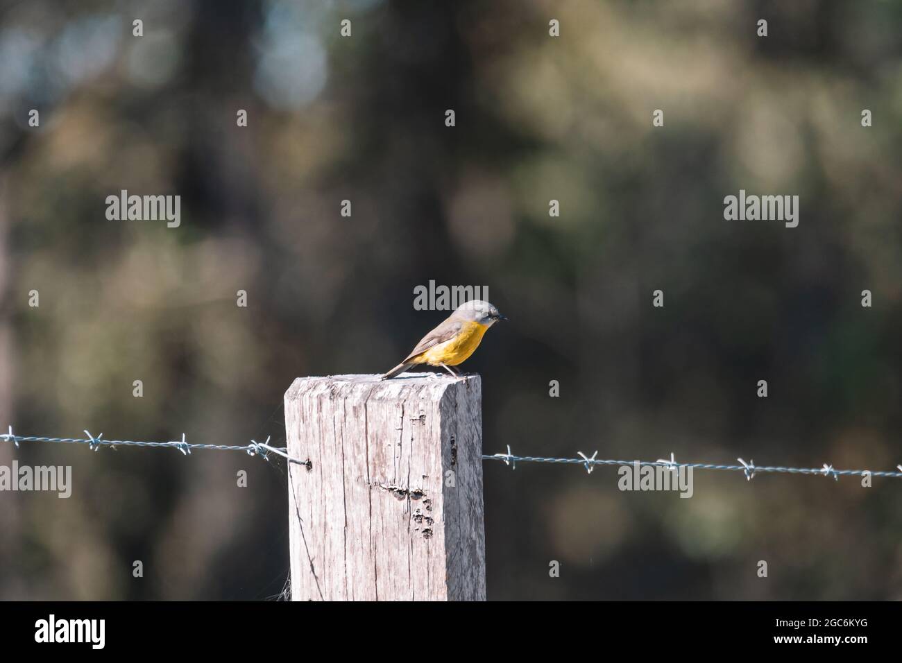 Eastern Yellow Robin, australischer Vogel. Stockfoto