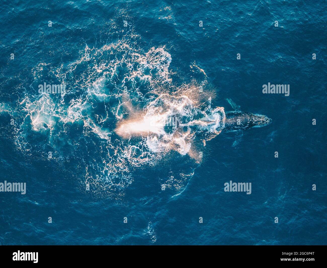 Wale, die Wasser in den Ozean spritzen, Stockfoto