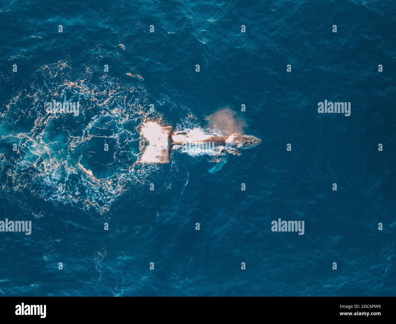 Wale, die Wasser in den Ozean spritzen, Stockfoto