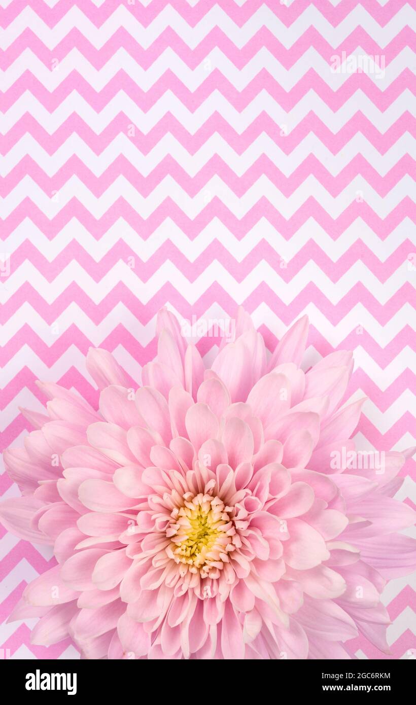Rosa Chrysantheme auf rosa und weißem Zickzackhintergrund Stockfoto