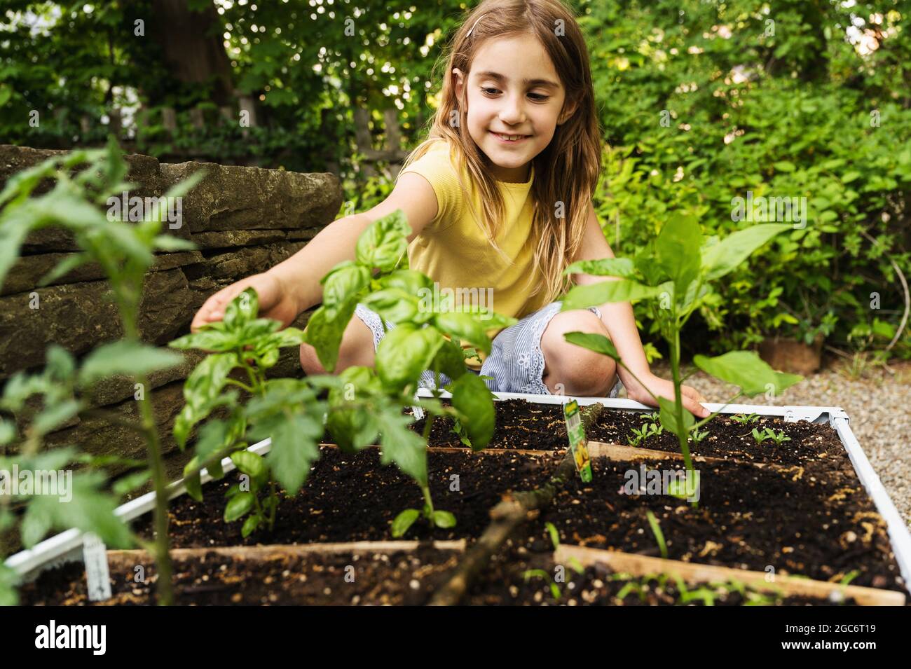 Mädchen pflücken Basilikum im Garten Stockfoto