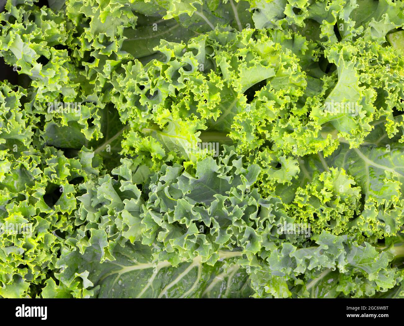 Nahaufnahme von Curly Kale Stockfoto
