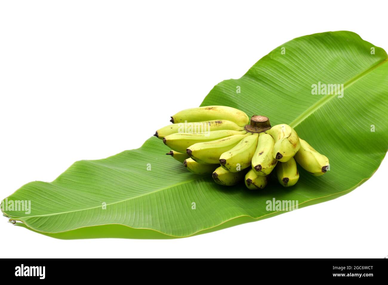 Bananen isoliert auf weißem Hintergrund. Bananen mit Blättern Beschneidungspfad. Professionelle Lebensmittelfotografie Stockfoto