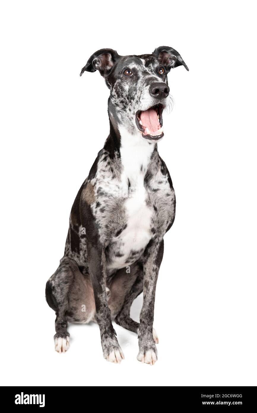 Ein Studioshot eines schwarz-grauen und weißen lurchers eine Art Windhund, wie er singt, einen gemischten Windhund oder ein Whippet-Maul öffnen Stockfoto