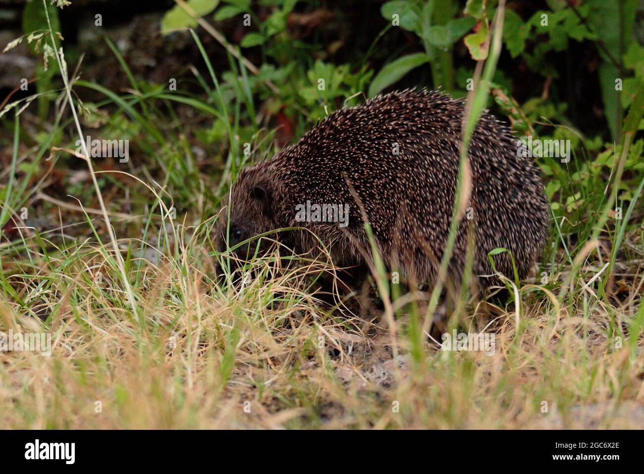 Igel Stockfoto