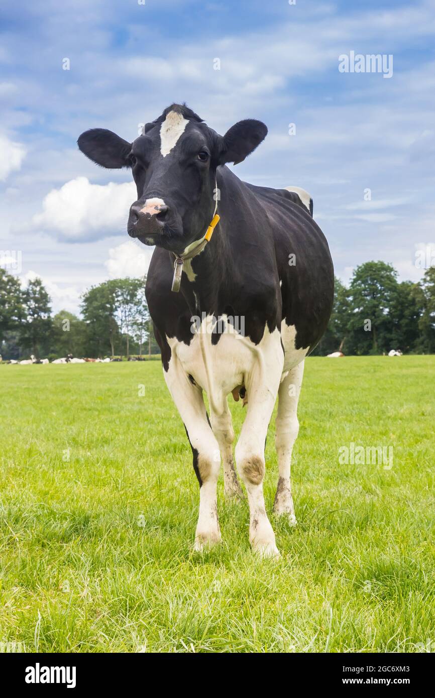 Typisch holländische schwarz-weiße Kuh im Gras in Drenthe, Niederlande Stockfoto