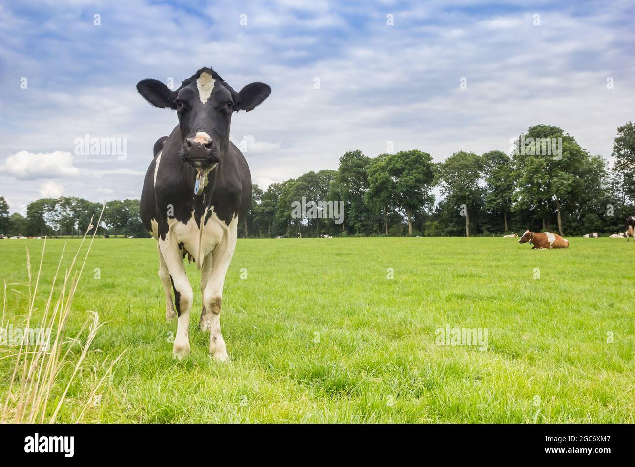 Schwarz-weiße holstein-Kuh, die in der Landschaft von Drenthe, Niederlande, steht Stockfoto