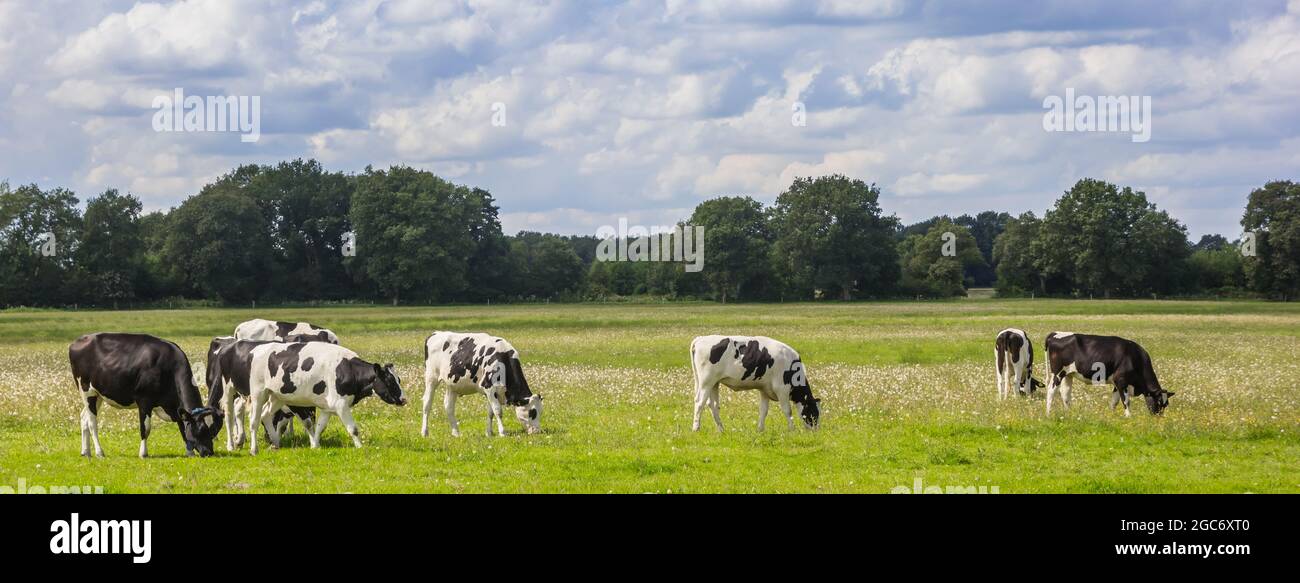 Panorama der typischen holländischen Holsteinkühe in der Landschaft von Drenthe, Niederlande Stockfoto