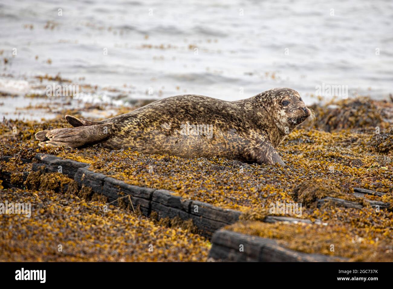 Graue Robbe am Strand unter dem Broch of Gurness, Orkney. Kegelrobben sind das größte landbrütende Säugetier im Vereinigten Königreich. Stockfoto