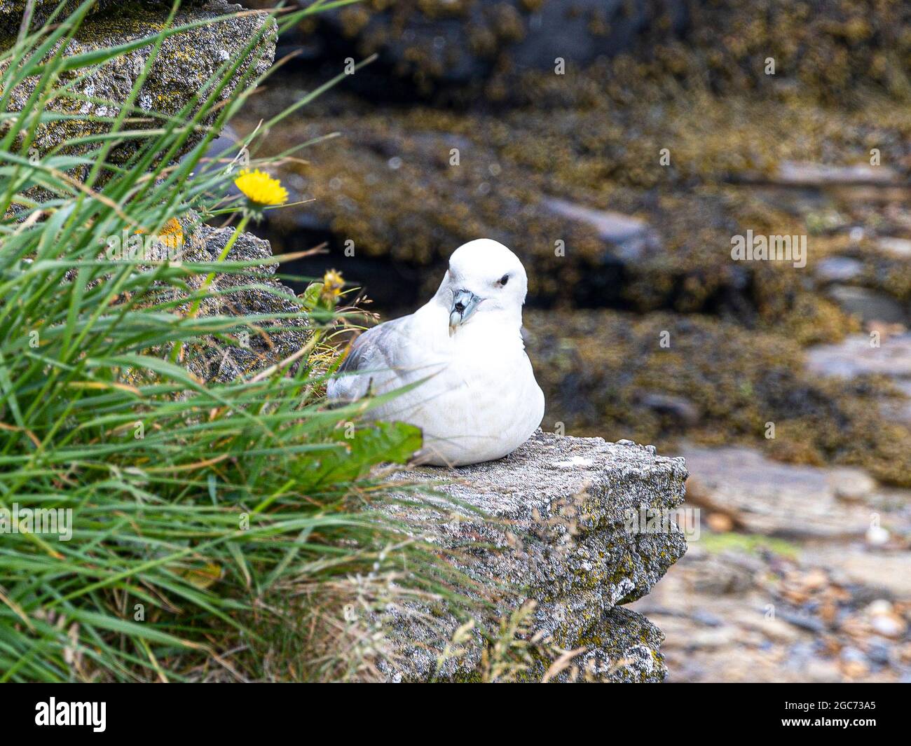 Fulmars nisten am Strand unterhalb des Brochof Gurness, Orkney. Fast möwenartig, ist diese grau-weiße Seevögelin mit den Albatrossen verwandt. Stockfoto