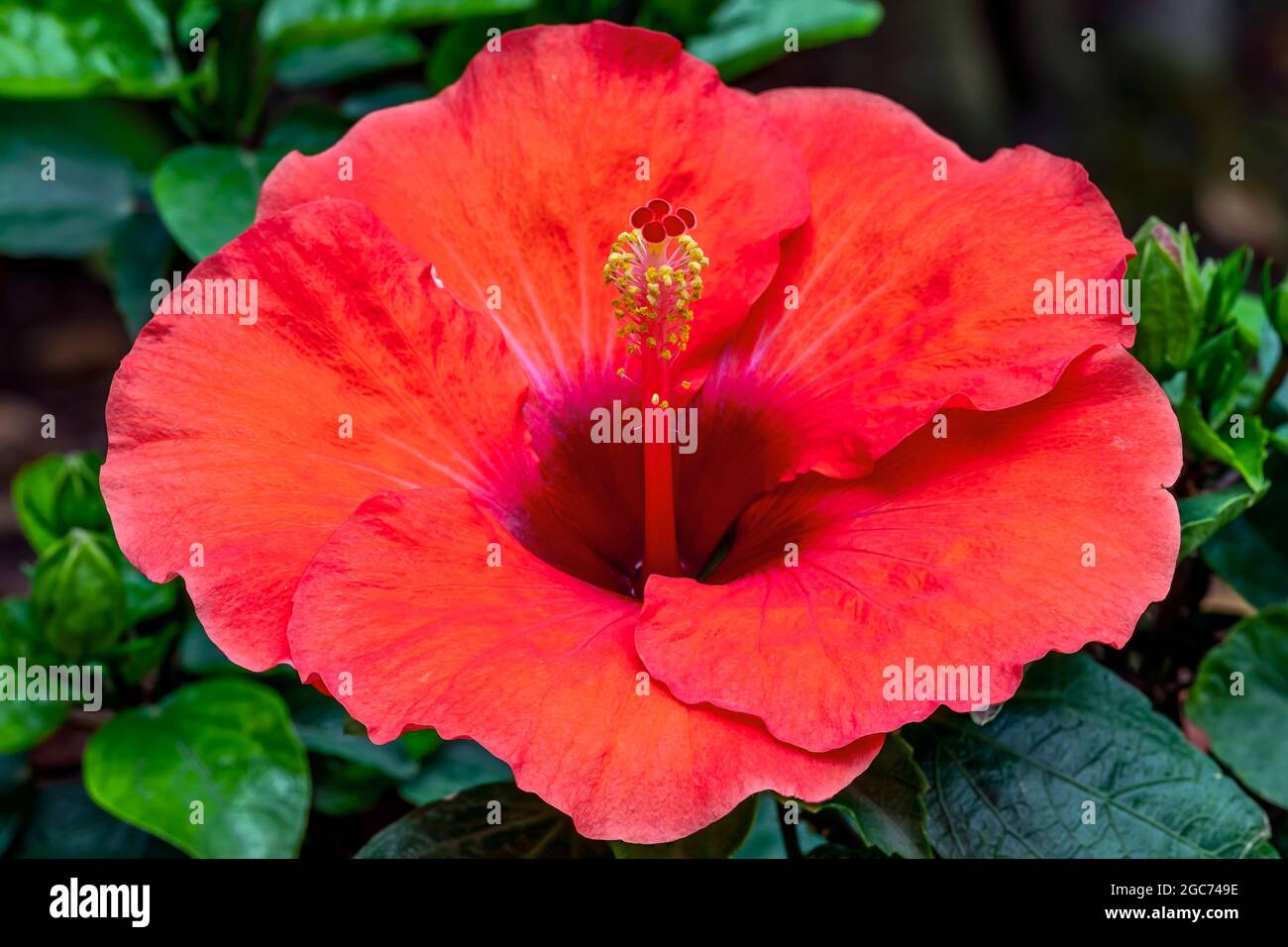 Nahaufnahme einer wunderschönen roten Hibiskusblüte, die gerade in der Sommersaison blühte Stockfoto