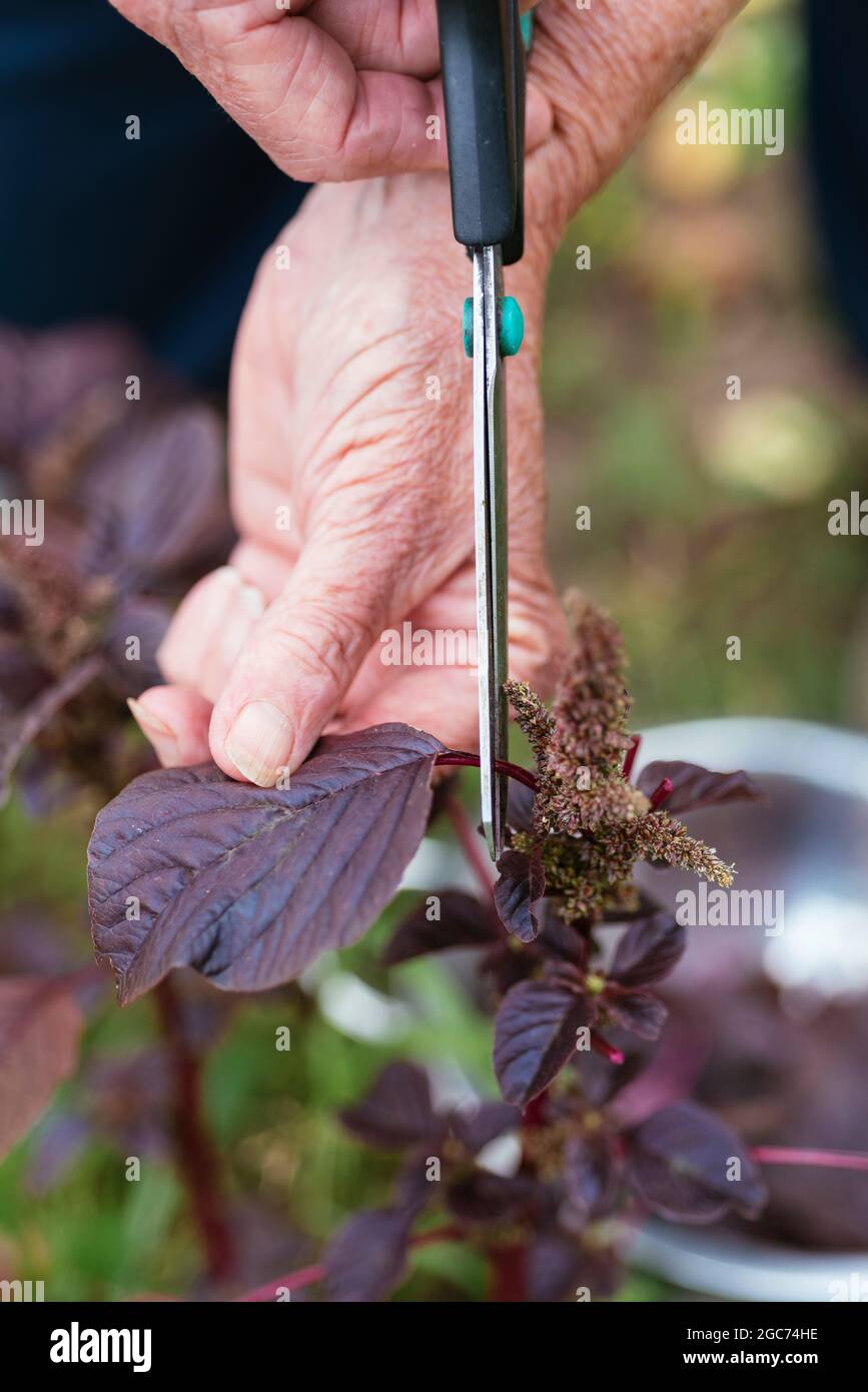 Gärtner erntet violetten Amaranth (Amaranthus blitum). Stockfoto