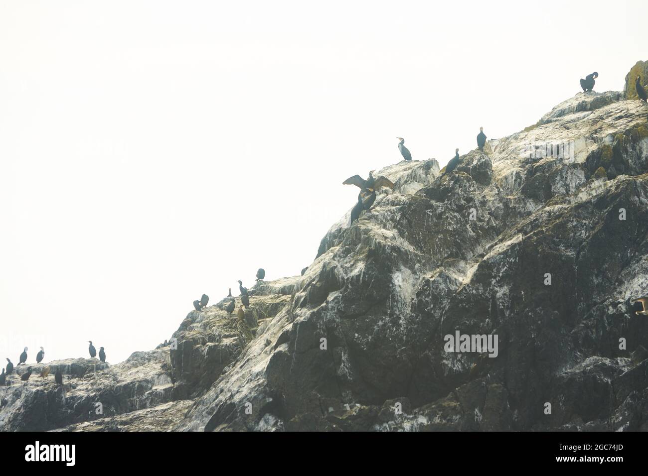 Kormoran trocknet seine Flügel. Die Vögel trocknen ihr Gefieder. Die Küste des Meeres. Eine Schar von Seevögeln an der felsigen Küste von Dublin, Irland. Stockfoto