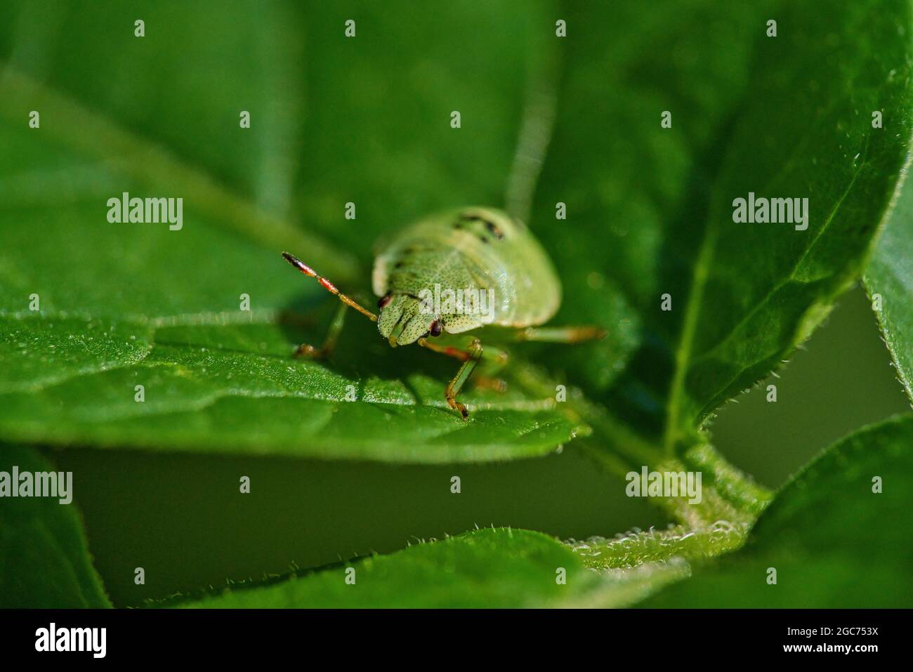 Eine Makroaufnahme eines grünen Schild bug sitzt auf einem grünen Blatt. Stockfoto