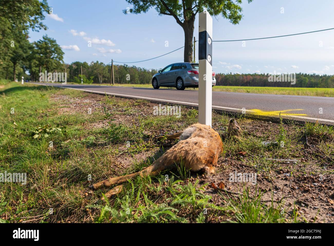 Ein Hirsch, der im Straßenverkehr getötet wurde, liegt am Straßenrand Stockfoto