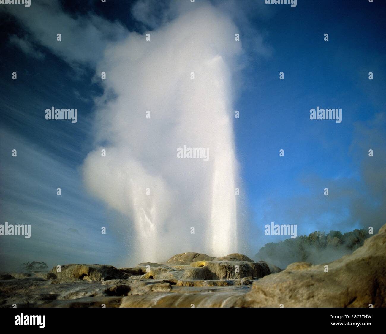 Neuseeland. Nordinsel. Rotorua. Whakarewarewa Pohutu Geysir. Stockfoto